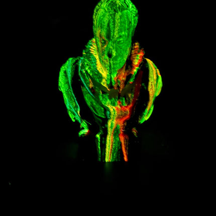 Willem van Oranje by Antoni Dragan - Red, White and Blue